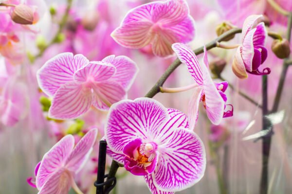 Las Propiedades Curativas de las Orquídeas: Un Tesoro de la Naturaleza